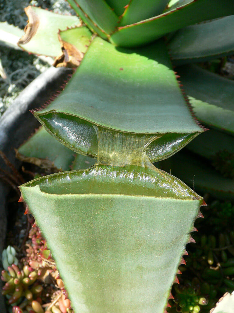 Best office plants, Aloe