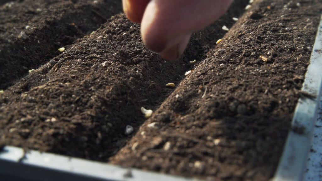 sow tomato seeds