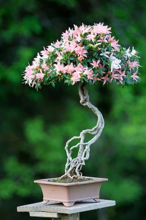 Bonsai Tree