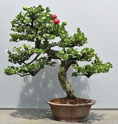 Natal Plum Bonsai