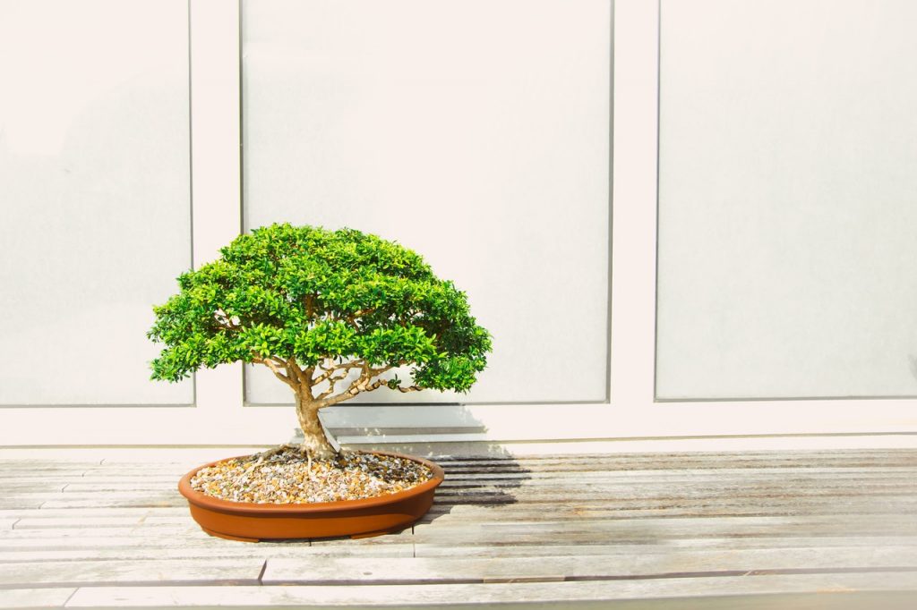 Growing a Bonsai Tree is Easy With These 2 Basic Steps