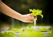10 Reasons to Have Your Hydroponic Garden at Home