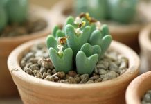 What Are Heart Succulents And How To Care For Them