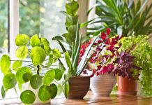 7 Indoor Plants That Are Good For Your Health