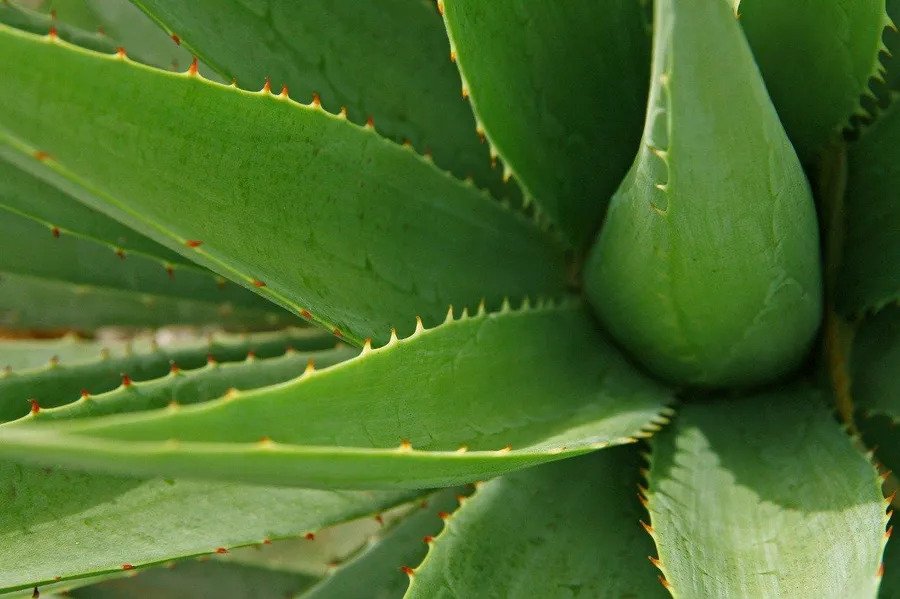 How Often Should the Aloe Vera Plant Be Watered? | NooBuzz