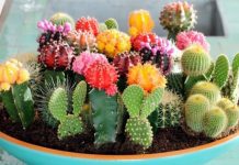 8 Original Ideas to Decorate Your Home With Plants