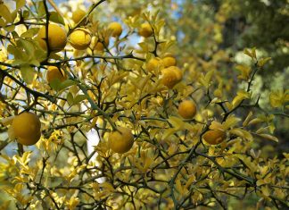 How to Remove Ants From a Lemon Tree