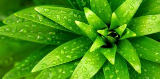 Tricks to Make Your Plants Greener