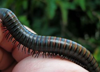 How to Remove Millipede Worms