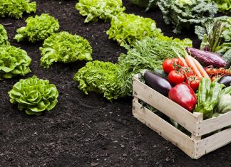 Tips for a Cheaper Garden