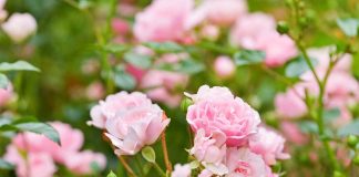Tips for Maintaining a Rose Bush