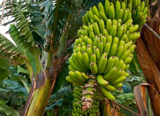 How to Germinate Banana Seeds