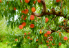 Caring for a Peach Plant