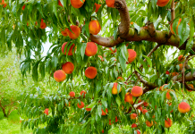 Caring for a Peach Plant